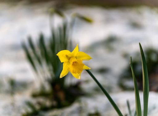 Blooming daffodil in the snow