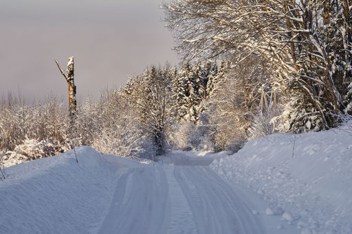 A scenic view of a snowy path through trees in countryside in a winter in Toten, Norway