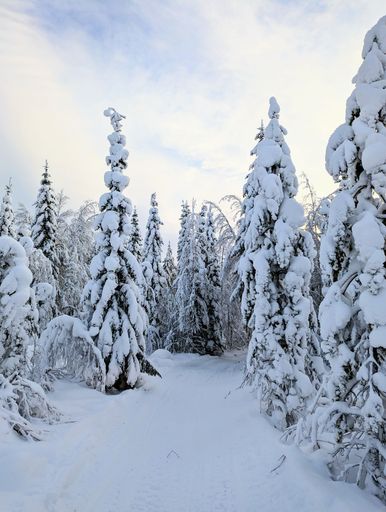 A picturesque winter landscape with snow-covered trees and a snowy field in the foreground
