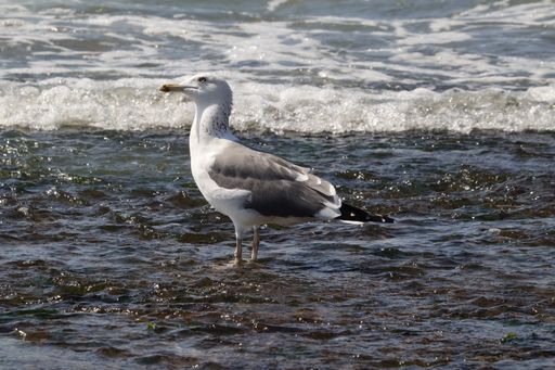 A closeup shot of a white seagull in the water on the coast