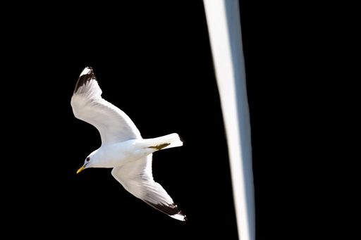 Common gull (Larus canus) in flight. White and grey seagull flying under the bridge, closeup on soaring bird, seagull isolated on a black background