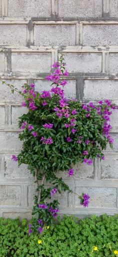 A vertical shot of blooming purple flowers in Ceuta, Spain