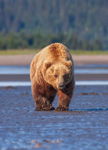 A scenic view of a brown bear found walking by the shore of a river in the wild