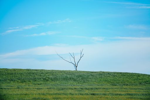 A single, leafy tree stands atop a rolling field of green grass against a blue sky