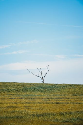 A single, leafy tree stands atop a rolling field of green grass against a blue sky