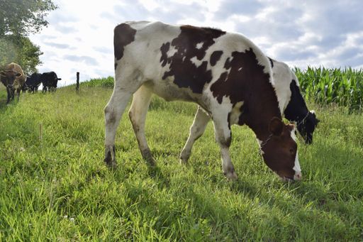 A picturesque scene of a large herd of cows grazing in a lush, verdant meadow