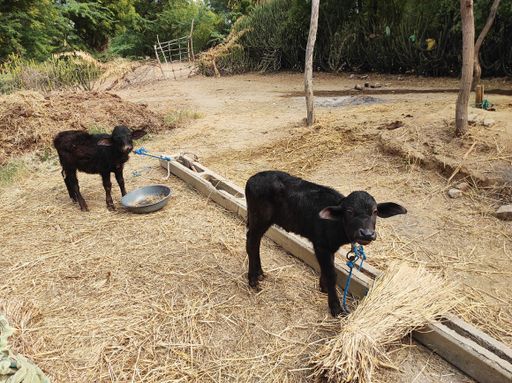 A high angle shot of black calves in the farmland