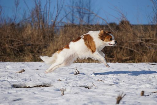 A closeup shot of a dog in a snowy park outdoors