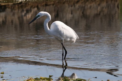 A closeup of an Eastern Great Egret in a pond in a field under the sunlight with a blurry background