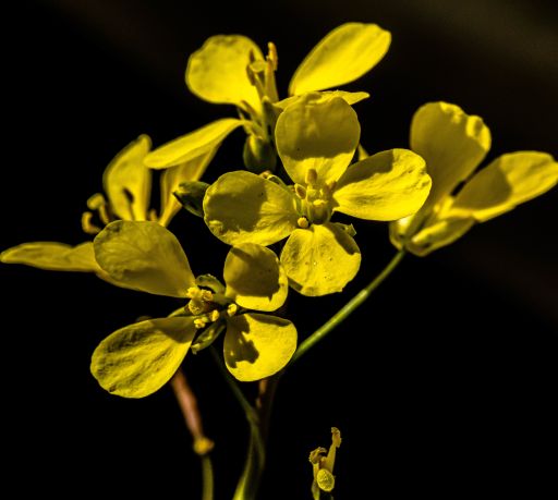 A closeup shot of yellow caesalpinia flowers on a black