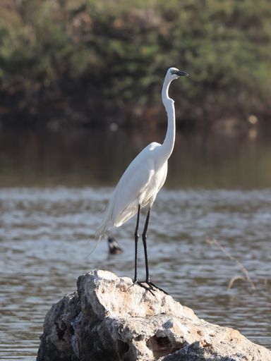 A vertical shot of a white egret on a stone near a lake