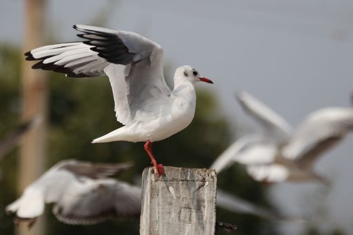 A closeup shot of a seagull perched on a piece of wood