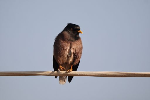 A closeup shot of a common myna bird perched on a branch