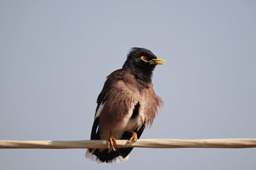 A closeup shot of a common myna bird perched on a branch