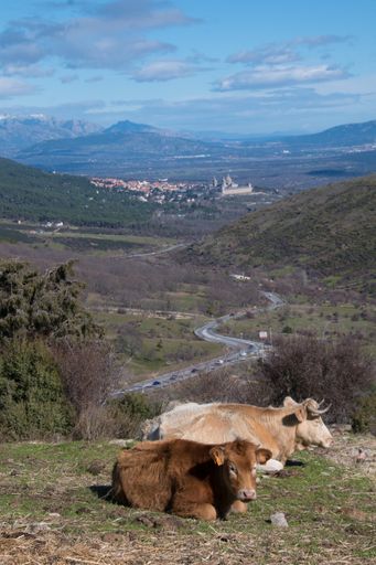 A vertical shot of two cows lying on green grass with a view of  landscapes