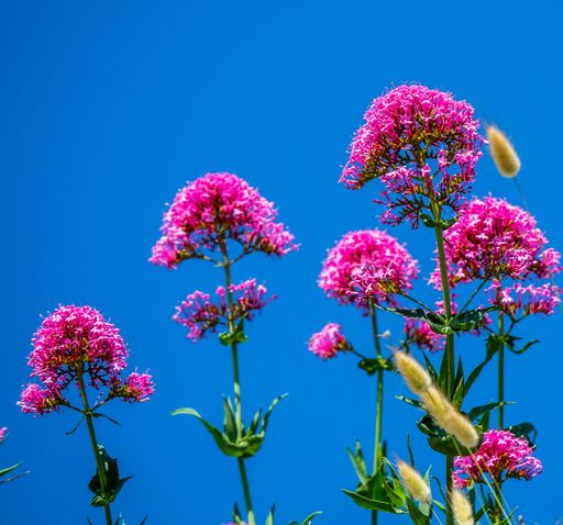 A closeup shot of pink flowers next to each other growing under a blue sky