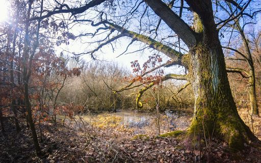 The sun rays penetrating through the bare branches of the trees in a forest next to a lake