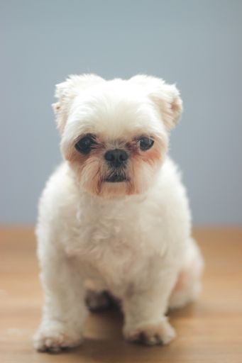 A closeup shot of a white fluffy Maltese lapdog isolated on a blurred background