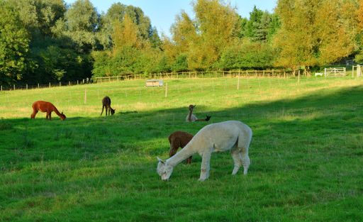 A group of animals are contentedly grazing on lush, green grass in a tranquil rural field