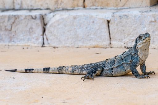 A closeup shot of a lizard lying down on the sand next to a white wall