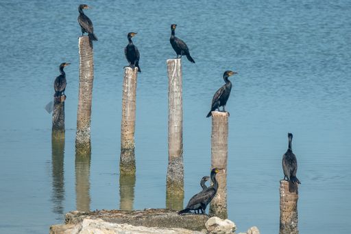 Several black birds standing on cut woods put in the water during daytime