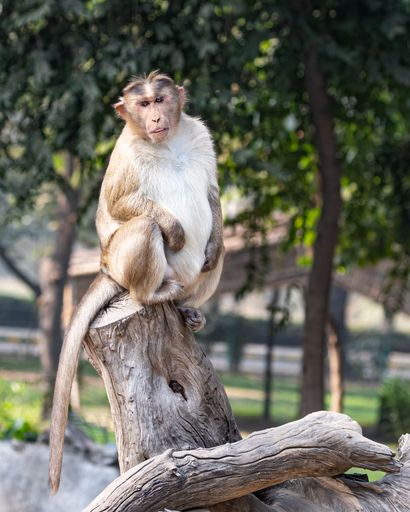 A vertical shot of a cute monkey sitting on a tree branch