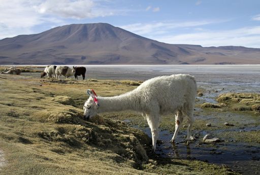 A wide angle shot of a white llama grazing on a field