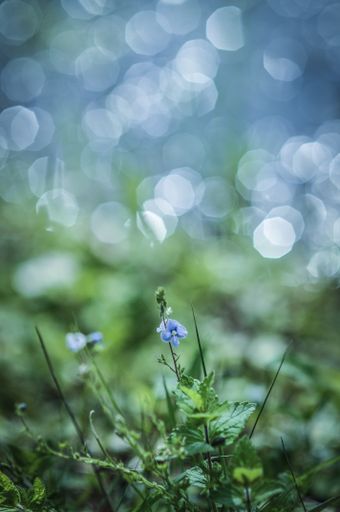 A vertical shot of purple wildflowers with bokeh lights
