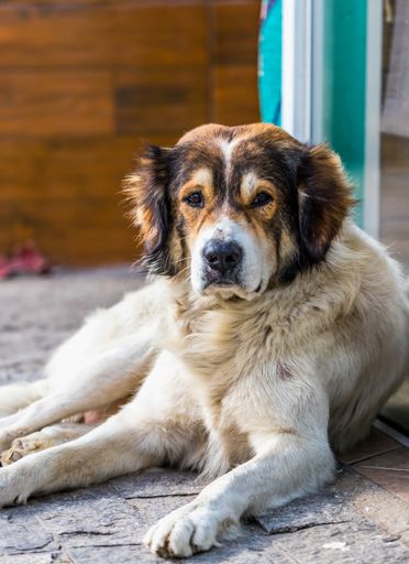 A vertical shot of a watchdog sitting at the basement