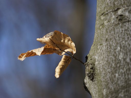 A closeup shot of a dried tree on a branch