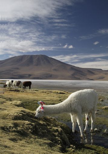 A vertical shot of llamas grazing on a green field in front of a mountain