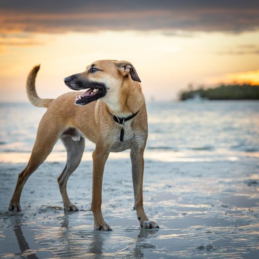 A closeup shot of a brown guard dog standing at the beach