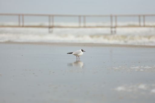 A selective focus shot of a little gull on a sandy beach