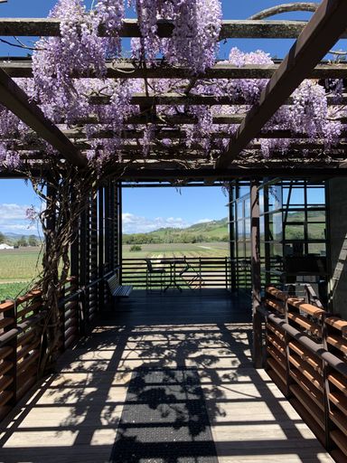 A vertical shot of walkway with hanging purple wisteria and a vineyard in Sonoma County, California
