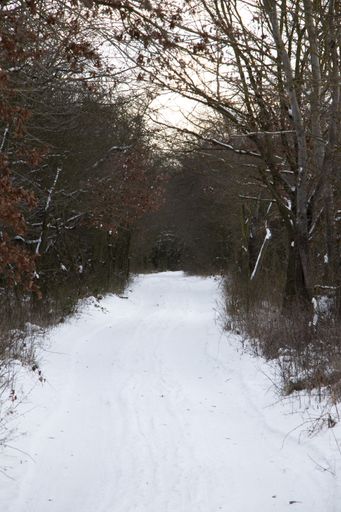 A vertical shot of the pathway in the woods in winter