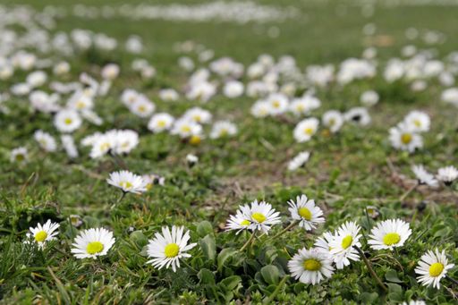 A wide angle shot of several dandelions growing on a field