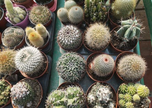 A high angle shot of a variety of potted succulents