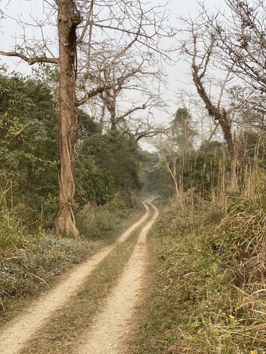 A closeup view of the road in the middle of the park surrounded by plants and trees on a gloomy day