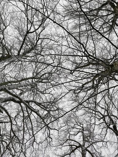 A low-angle shot of dry branches of trees on background of the white sky in winter in Larvik, Norway