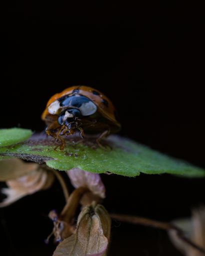 A macro shot of a small ladybug on a leaf of a plant isolated on a black background