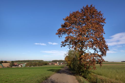 A landscape of a field covered in greenery under a blue sky and sunlight in the countryside