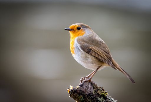 A closeup of a robin perched on a log