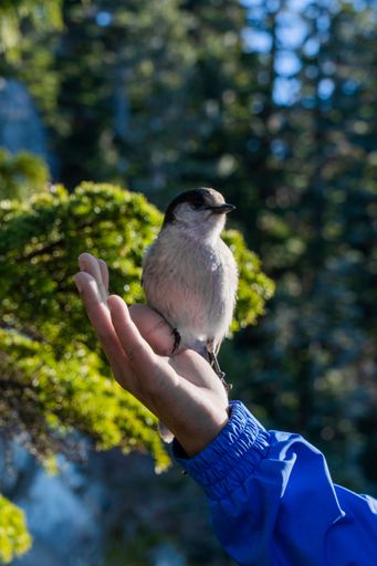 A vertical shot of the small bird sitting on the palm of someone's hand