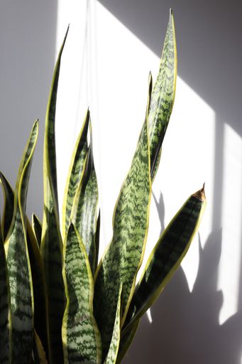 A vertical shot of Dracaena trifasciata plants indoors with shadows
