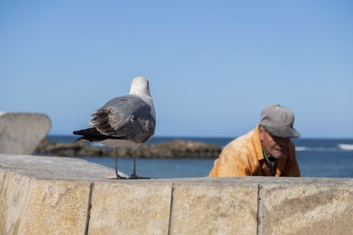 Esauira is a port and tourist city located on the Atlantic coast of Morocco
