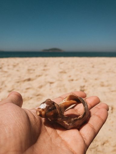 A vertical shot of a person holding a seashell, on the beach during daylight