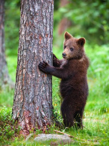A selective focus shot of a brown bear cub in the forest, Finland