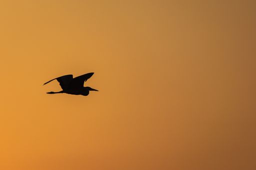 Silhouette  of a Grey Heron flying during sunrise in South Korea