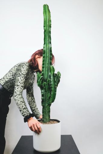 A vertical shot of a female fixing the position of a tall cactus with a white background