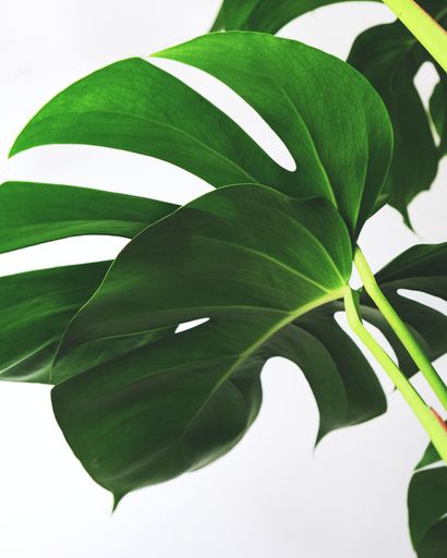 A vertical closeup of the leaves of a Sansevieria Cylindrica plant with a white background